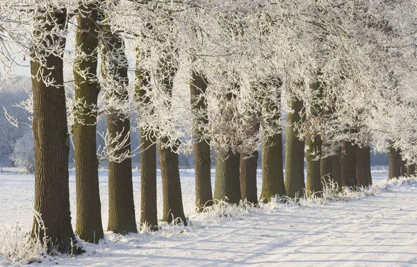 View Winter Scene — Stock Photo, Image