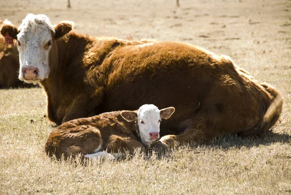 Young Animals Selective Focus — Stock Photo, Image