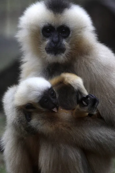 Young Animals Selective Focus — Stock Photo, Image