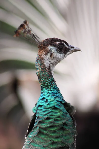 Scenic View Peacock Bird Wild Life – stockfoto