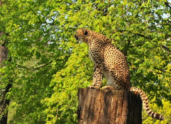 Cheetah Observou Seu Entorno — Fotografia de Stock