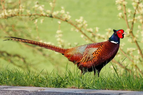 Scenic View Pheasant Bird — Stock Photo, Image