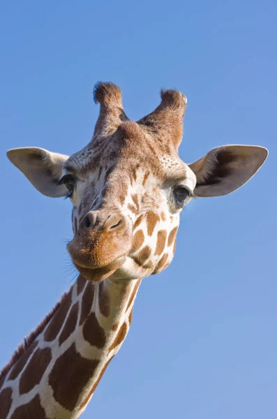 Tall Brown Giraffe Animal Flora Fauna Nature — Stock Photo, Image