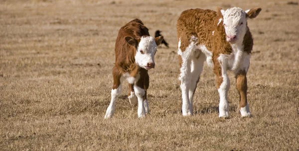 Young Animals Selective Focus — Stock Photo, Image