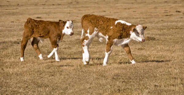 Young Animals Selective Focus — Stock Photo, Image