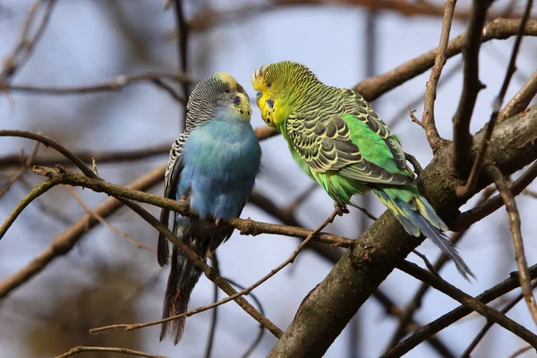 Γραφική Θέα Των Πολύχρωμων Παπαγάλοι Budgerigar — Φωτογραφία Αρχείου