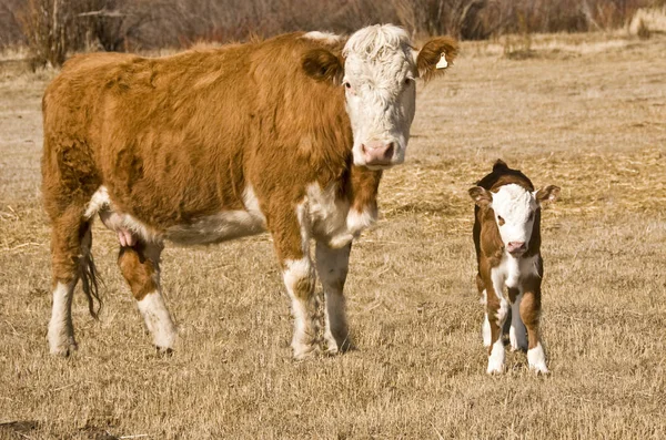 Scenic View Young Animals — Stock Photo, Image