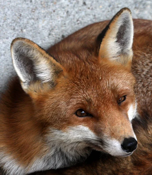 Dierenfoto Buitenbeeld — Stockfoto