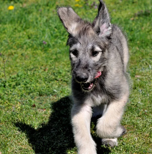 Irish Wolfhound Emil —  Fotos de Stock