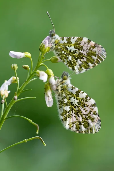 Nahaufnahme Von Schmetterlingen Lebensraum Wildniskonzept — Stockfoto