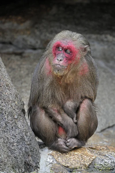 Arctoides Macacos Macacos Com Cauda Caroço — Fotografia de Stock
