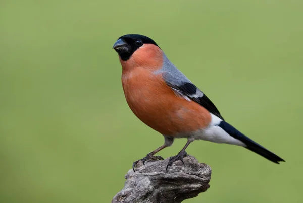 Vista Bellissimo Uccello Natura — Foto Stock