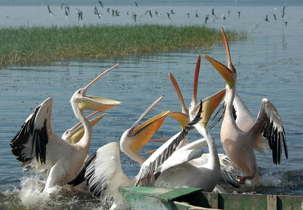 Pasăre Pelicană Cioc Lung — Fotografie, imagine de stoc