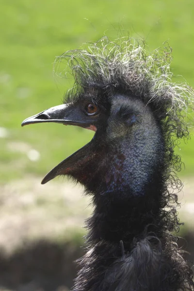 Emu Ren Kungsfiskare Och Den Kan Bli Upp Till Lång — Stockfoto