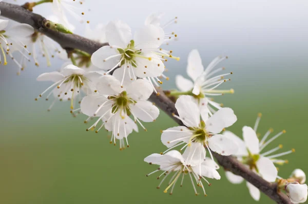 Fleurs Pommiers Fleurs — Photo