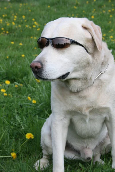 Nico Das Geduldigste Hundemodell Das Ich Kenne — Stockfoto