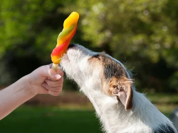 Portrait Cute Dog — Stock Photo, Image