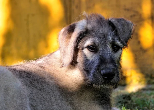 かわいい犬の肖像画 — ストック写真