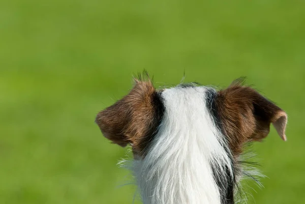 Porträt Eines Hundes Auf Einer Grünen Wiese — Stockfoto