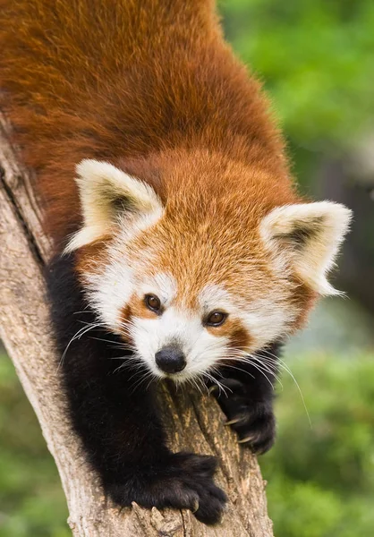 Panda Rojo Ailurus Fulgens Imagen De Stock