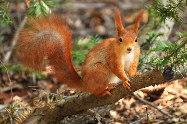 Rotes Eichhörnchen Wald — Stockfoto