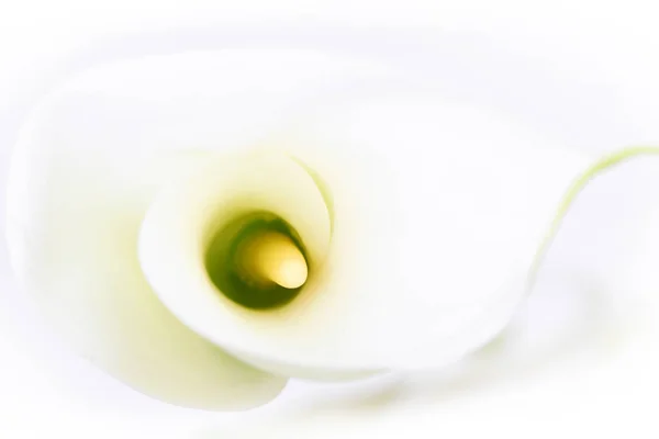 Egzotyczne Płatki Kwiatów Lilii Flory Botaniki — Zdjęcie stockowe