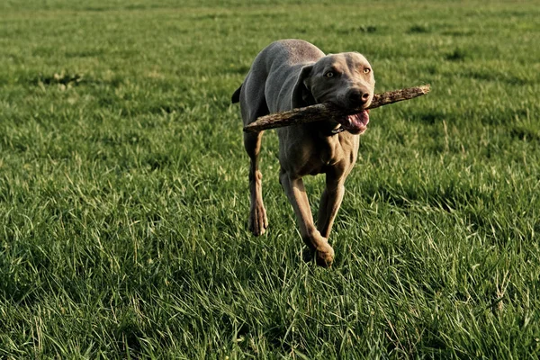 Potret Anjing Yang Lucu — Stok Foto