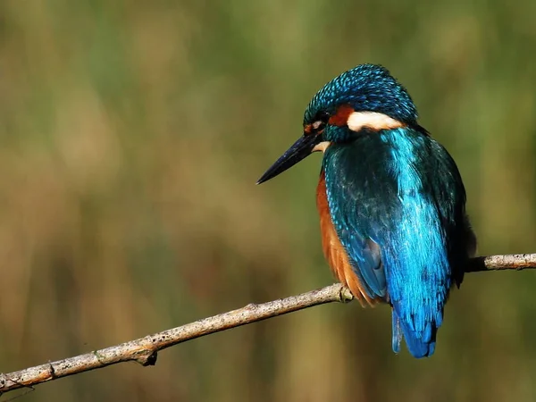 Vue Panoramique Bel Oiseau Nature — Photo