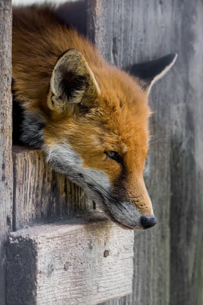 Vörös Róka Állat Természet Fauna — Stock Fotó