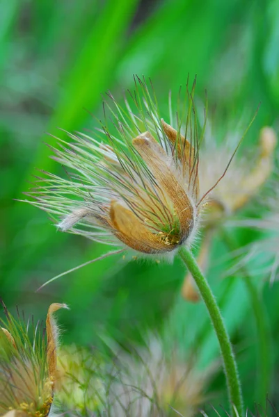 Mooi Botanisch Schot Natuurlijk Behang — Stockfoto