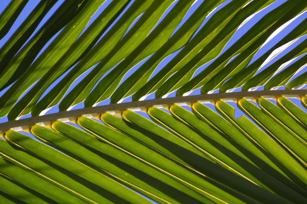 Palm Leaf Close — Stock Photo, Image
