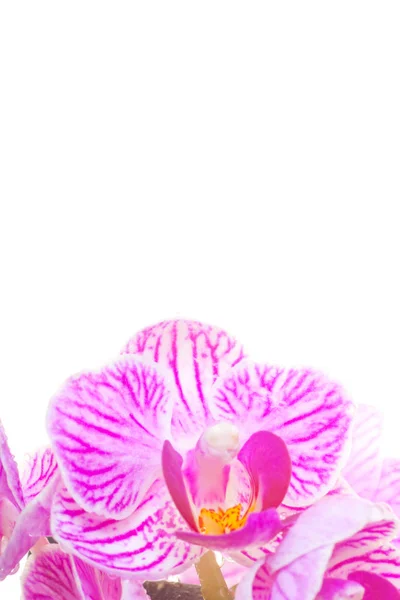 Kwiaty Storczyka Płatki Flora — Zdjęcie stockowe