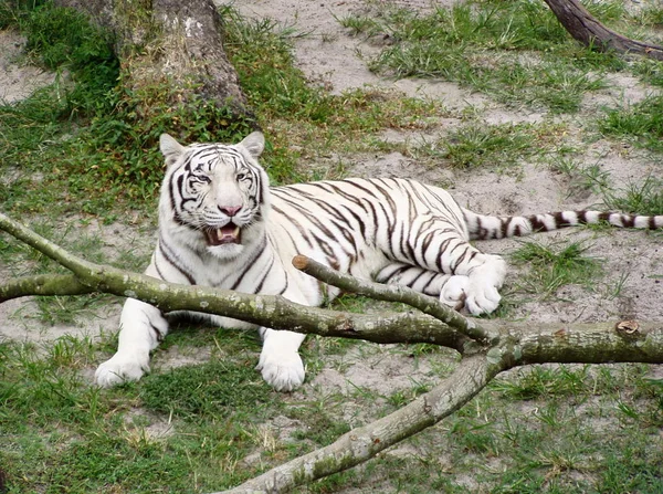 Yırtıcı Vahşi Kedi Çizgili Kaplan Hayvanı — Stok fotoğraf