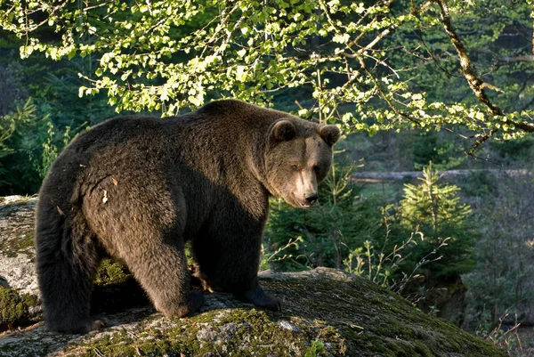 Fauna Animali Selvatici Dell Orso Bruno — Foto Stock