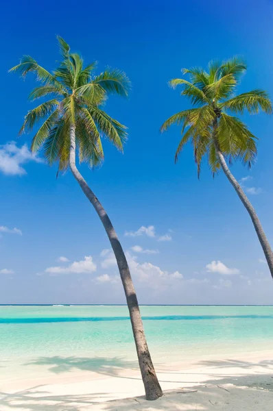 Playa Tropical Con Palmeras — Foto de Stock