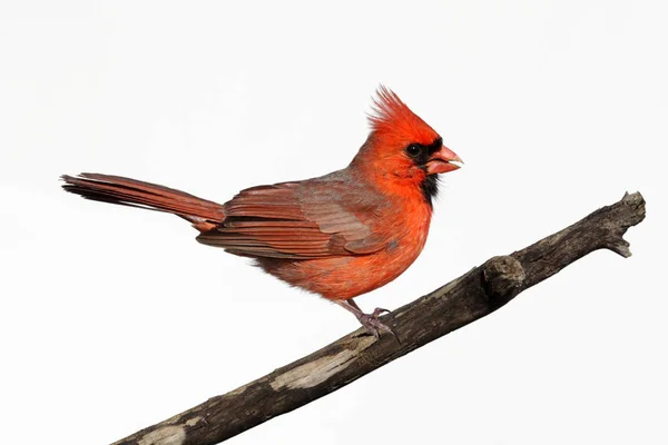 Cardenal Aislado Muñón — Foto de Stock