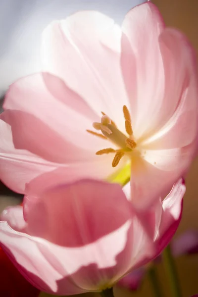 Весеннее Затмение Тюльпанов Ярким Солнцем — стоковое фото