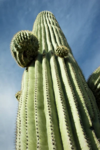 Tornar Saguaro Arizonaöknen — Stockfoto