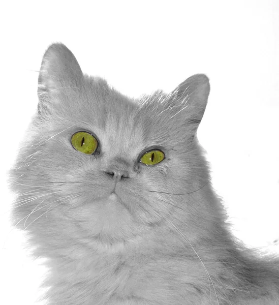 Sevimli Meraklı Küçük Kedi — Stok fotoğraf