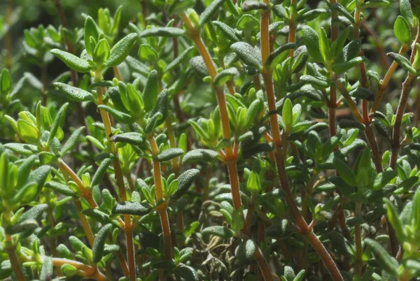 Green Leaves Garden — Stock Photo, Image