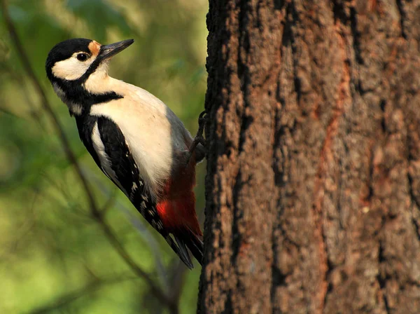 Doğadaki Ağaçkakan Kuşu Fauna — Stok fotoğraf