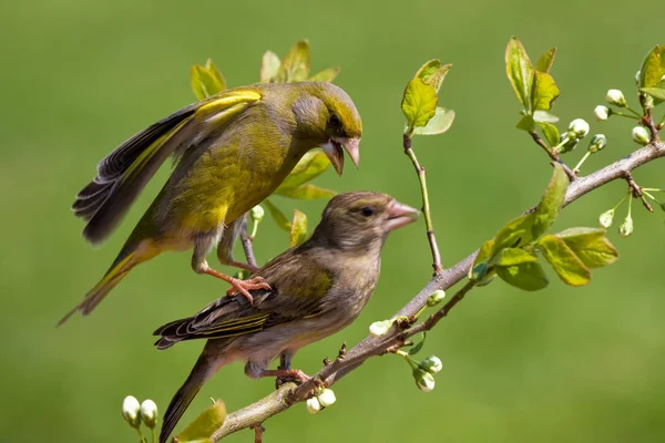 Vacker Utsikt Över Vacker Fågel Naturen — Stockfoto