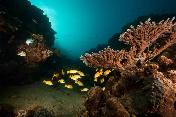 Deep Blue Ocean Underwater Marine Life — Stock Photo, Image
