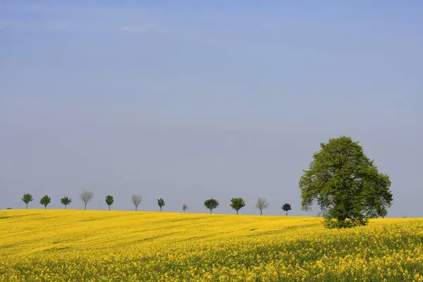 Campo Estupro Amarelo Agricultura — Fotografia de Stock