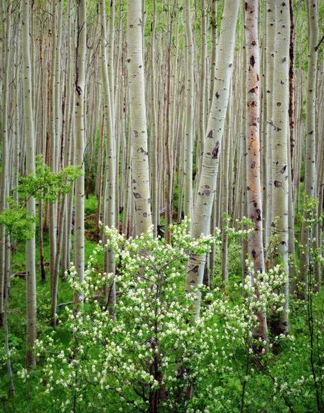 Aspen Grove Dogwood Blooming Maroon Bells Wilderness Area — Fotografia de Stock