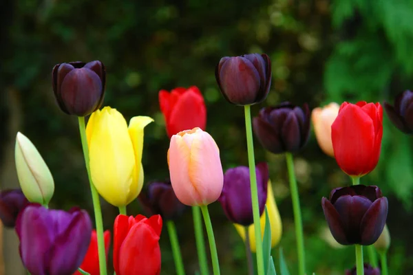 Fleurs Printemps Pétales Tulipes Flore — Photo