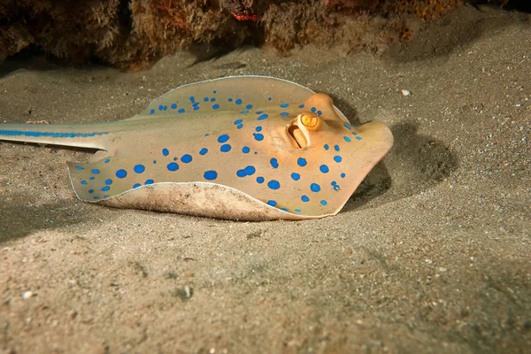 Ocean Coral Sun Bluespotted Stingray — Stock Photo, Image