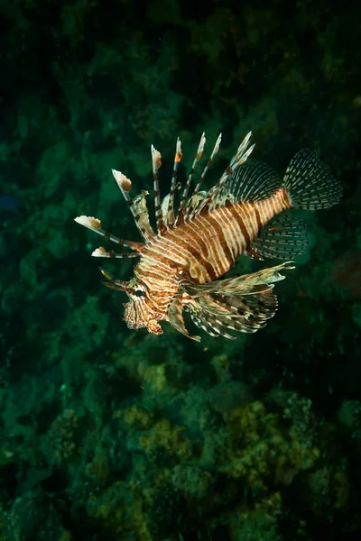 Lionfish Mar Submarino Vida Marina —  Fotos de Stock