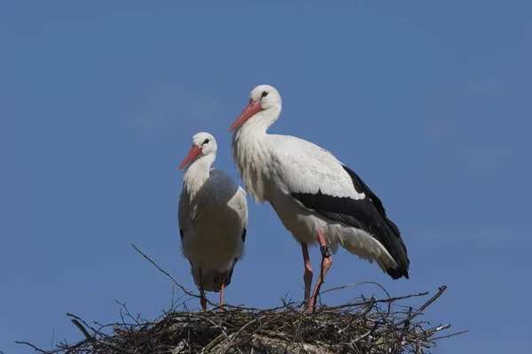 Naturskøn Udsigt Smukke Stork Fugle Naturen - Stock-foto