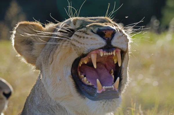 Leonessa Animale Selvaggio Grande Gatto — Foto Stock